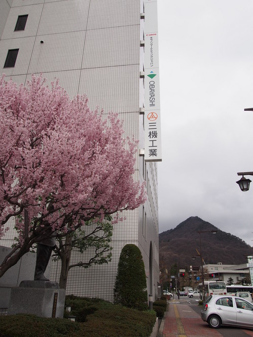 旭山と桜.JPG